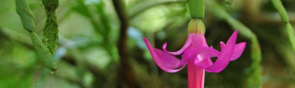 Uma bela e delicada orquídea no Vale da Luva, 2o dia de caminhada na travessia do Parque Nacional da Serra dos Órgãos, no Rio de Janeiro